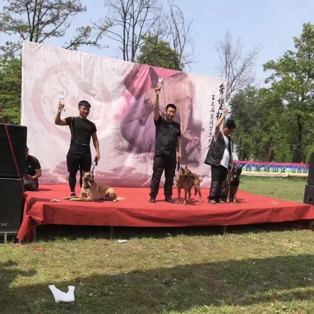 宠物训导师冯辉