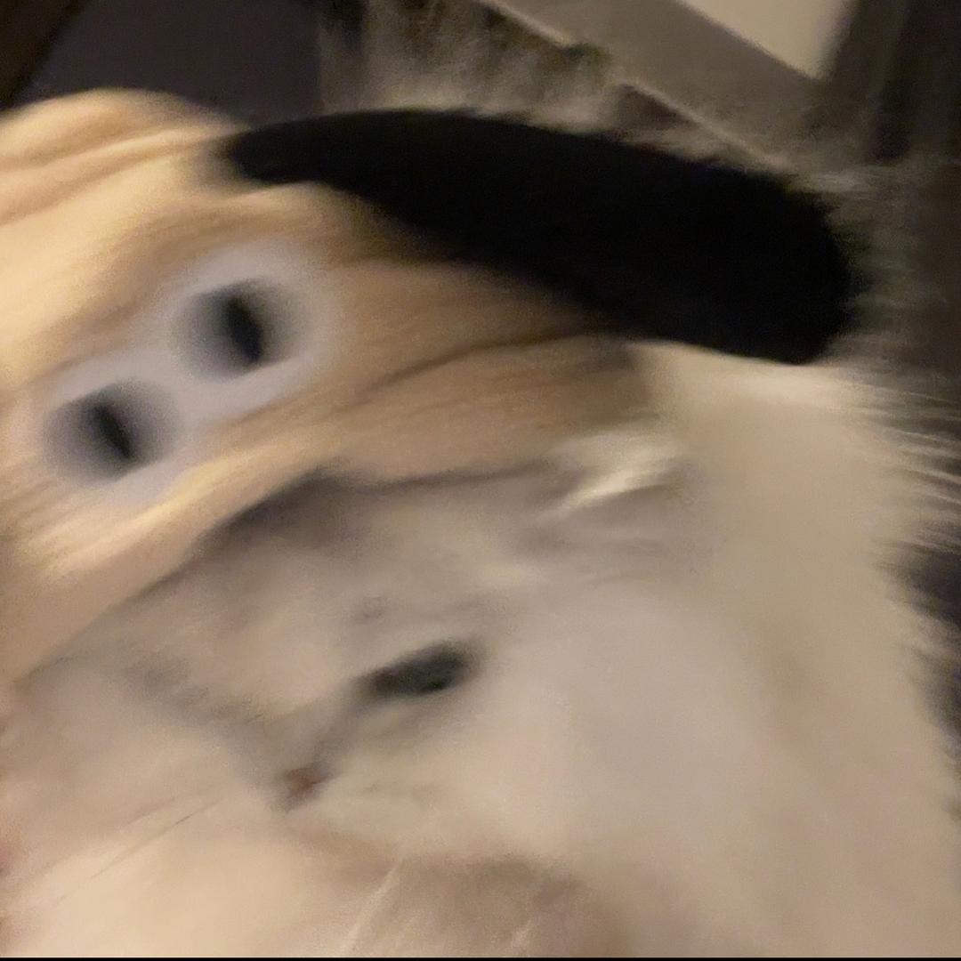 老实人就该被枪指