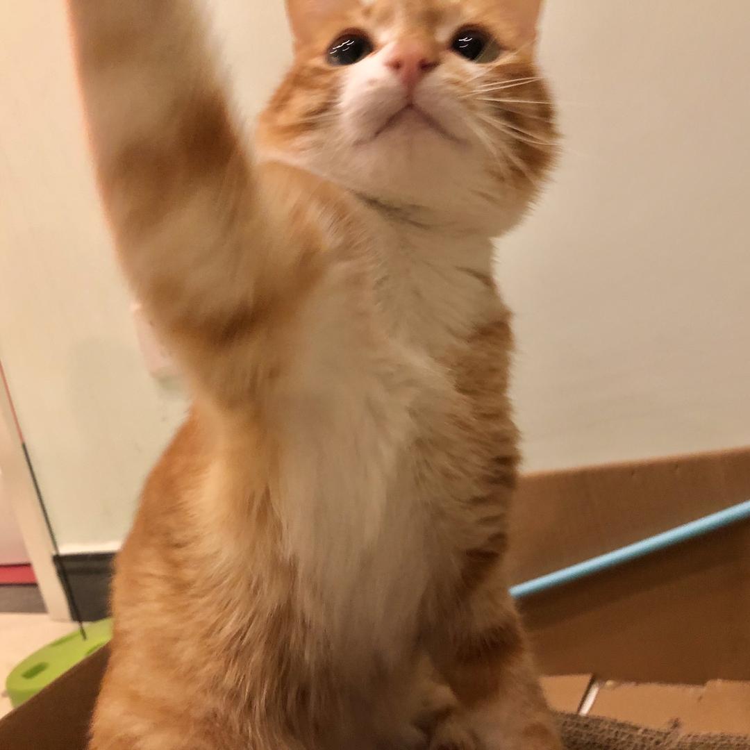 胖胖猫的日常