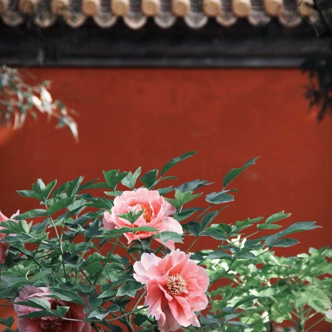 香港涛涛