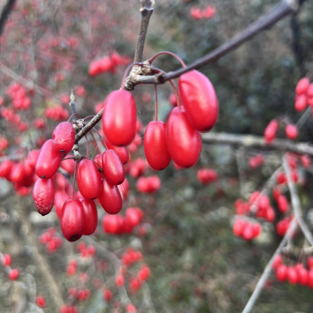 伏牛山甄选山货