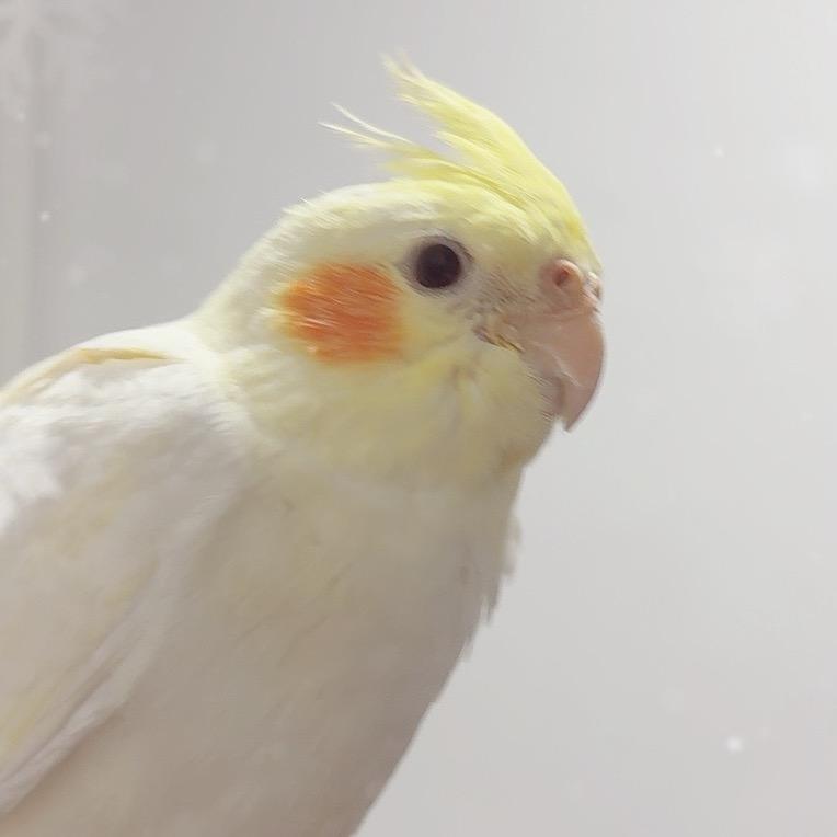 咕咕鸡 是只🦜