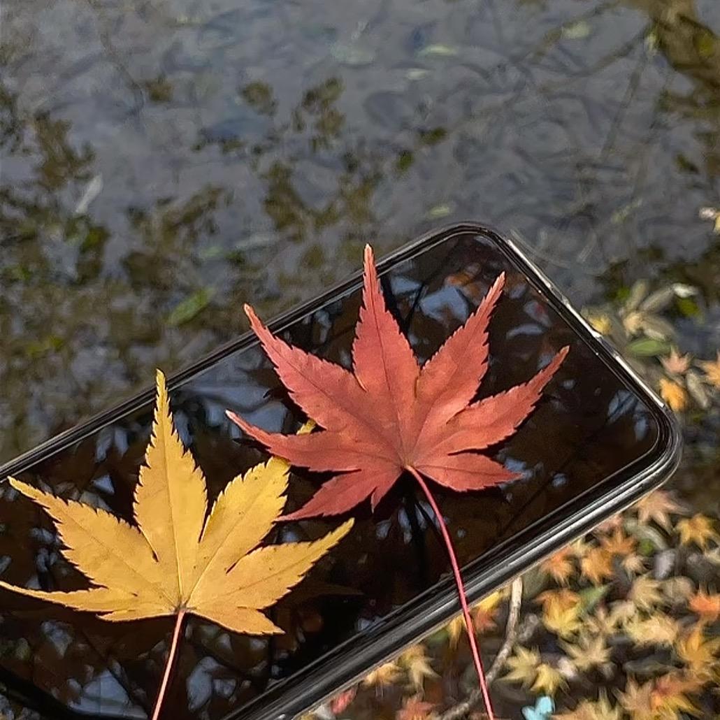 忘优草
