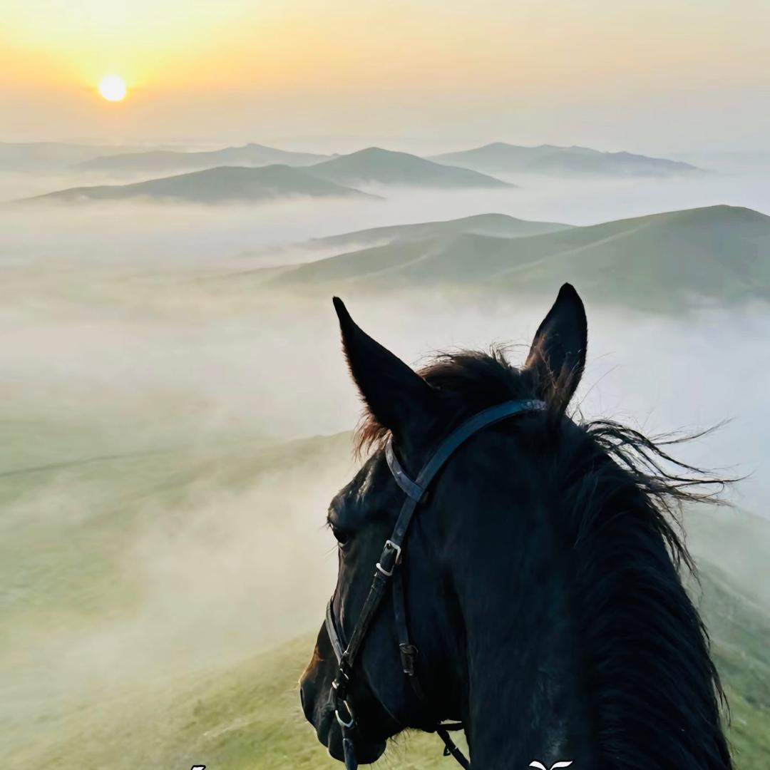 𝐇𝐚-/甘孜马🦩