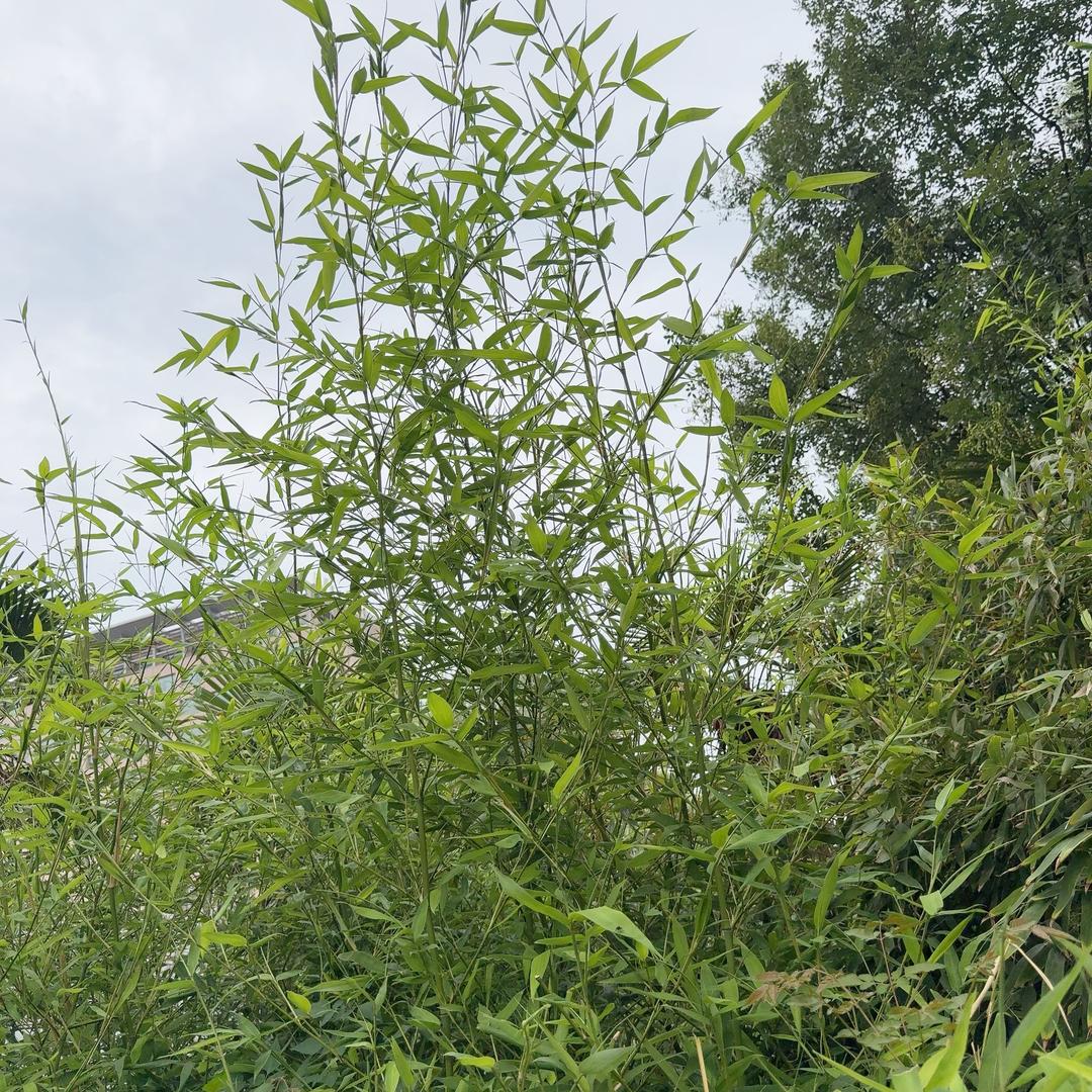 七彩虹