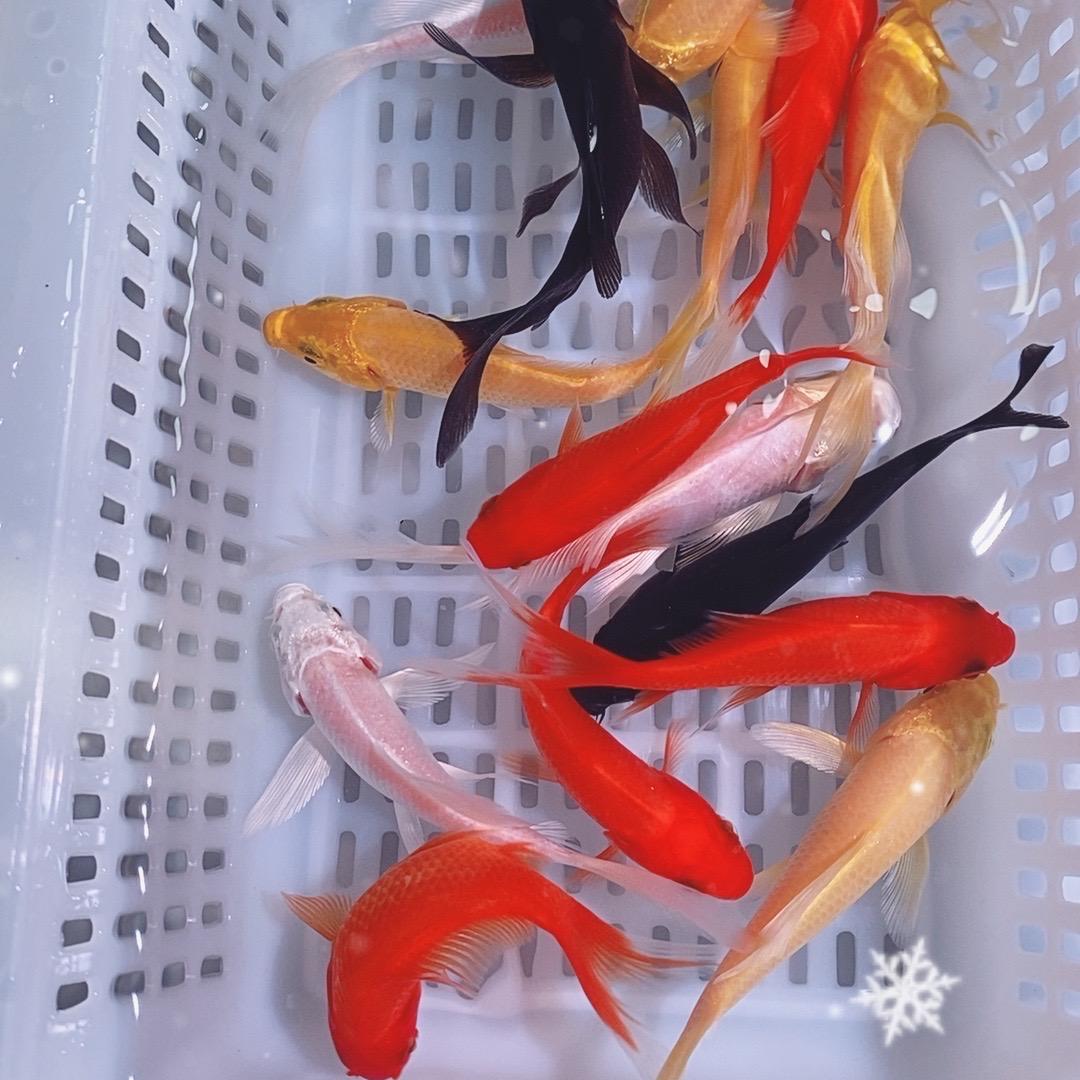 金期秀观赏鱼