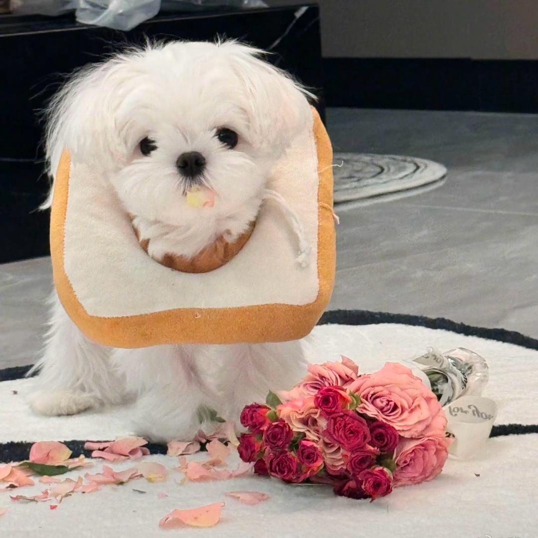 土豆尼