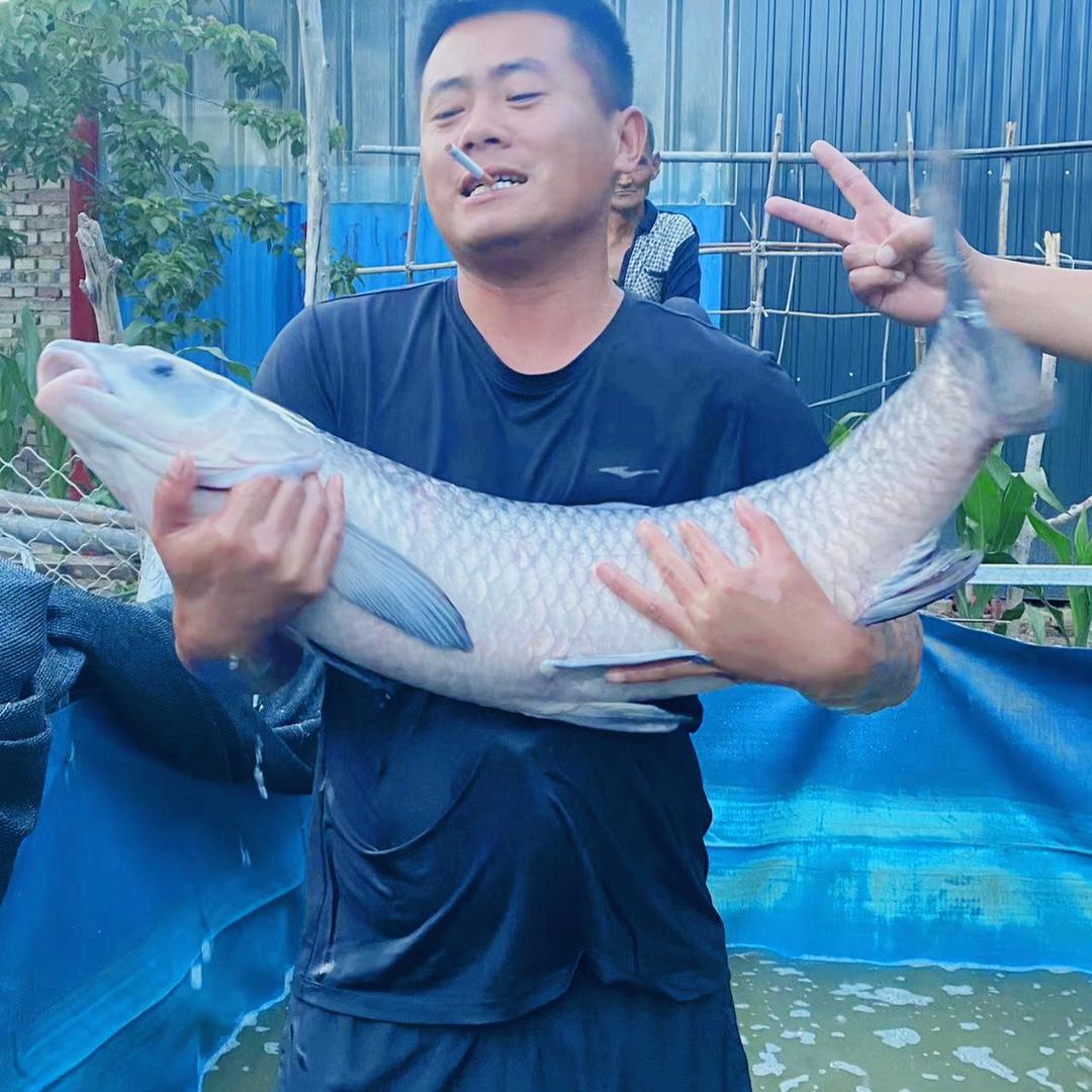 🌈鲤鱼王🐟