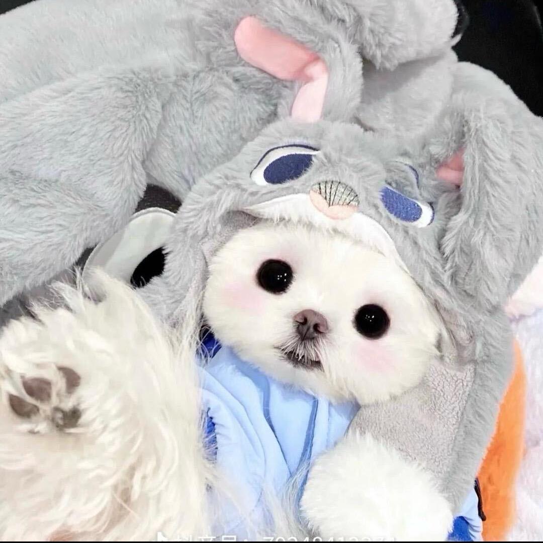 ﹶ    ㅤㅤㅤㅤ     ㅤ七七吃饱了