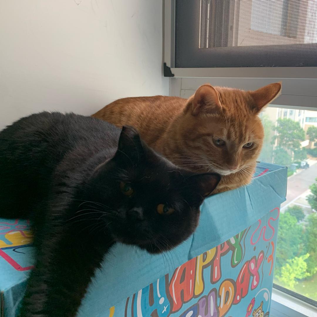 咕噜招财三妹的小🏠（见过邓超版）