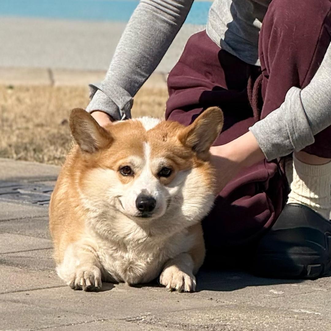 爱吃汉堡宝