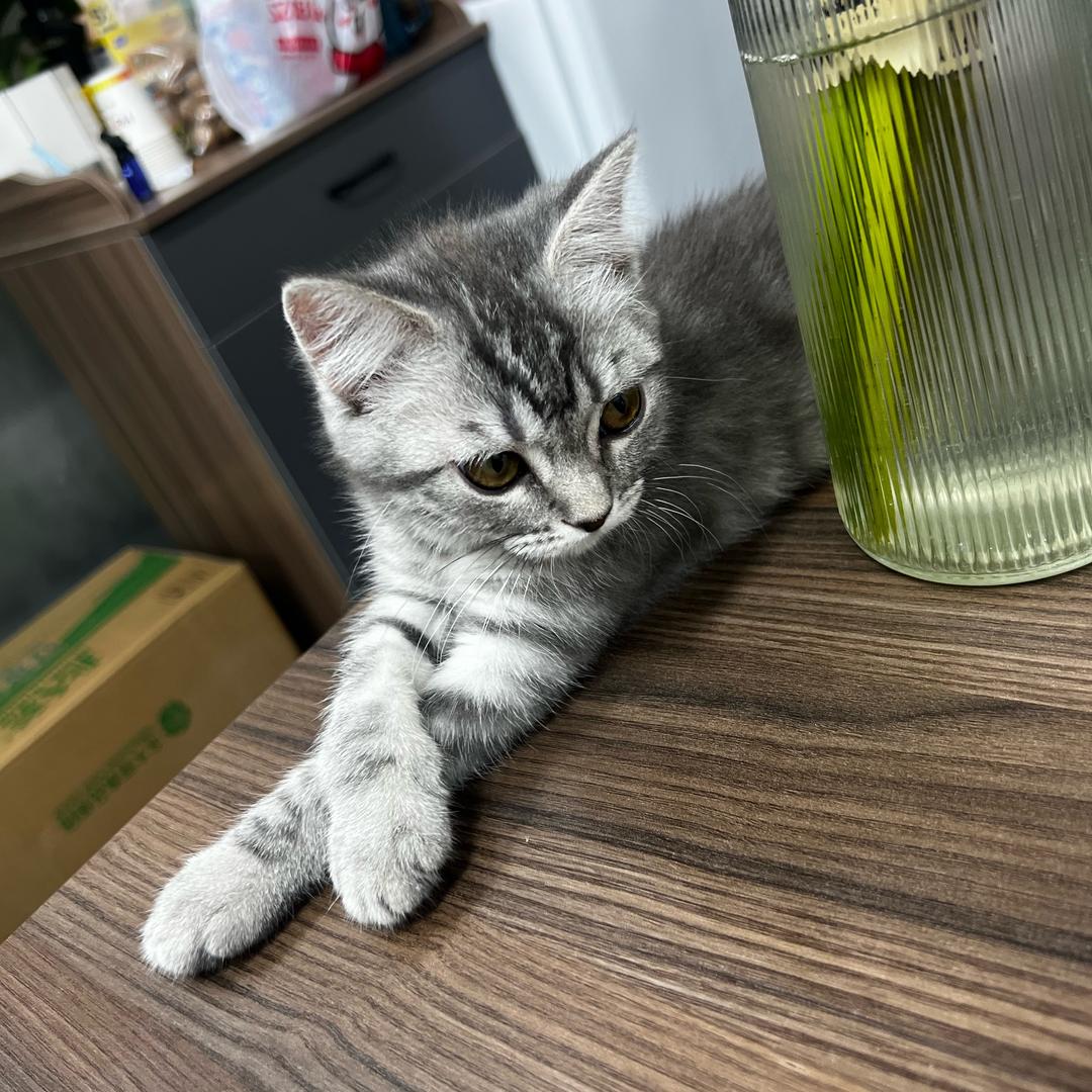 大京