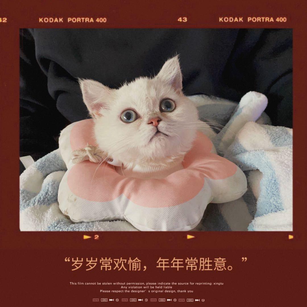 小肥和呜呜（铁人版）