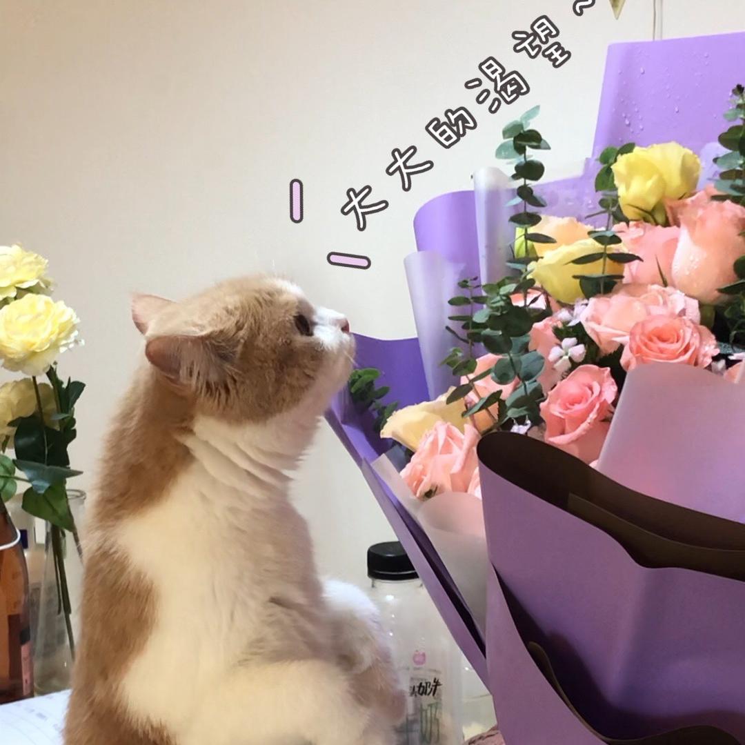 跳跳的铲屎官