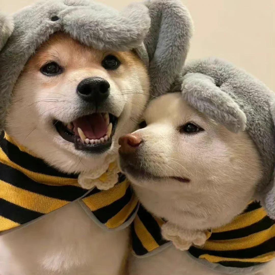 洋洋洋@