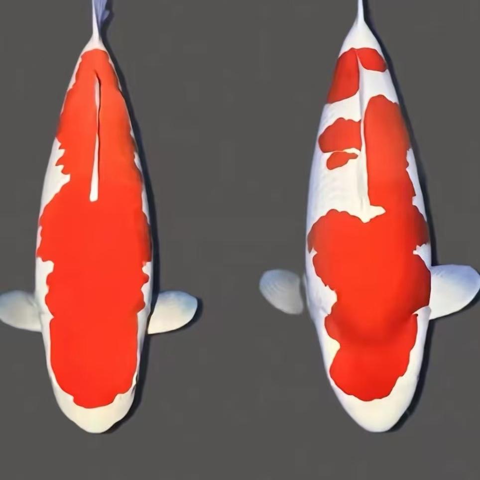 钟钰锦鲤养殖场