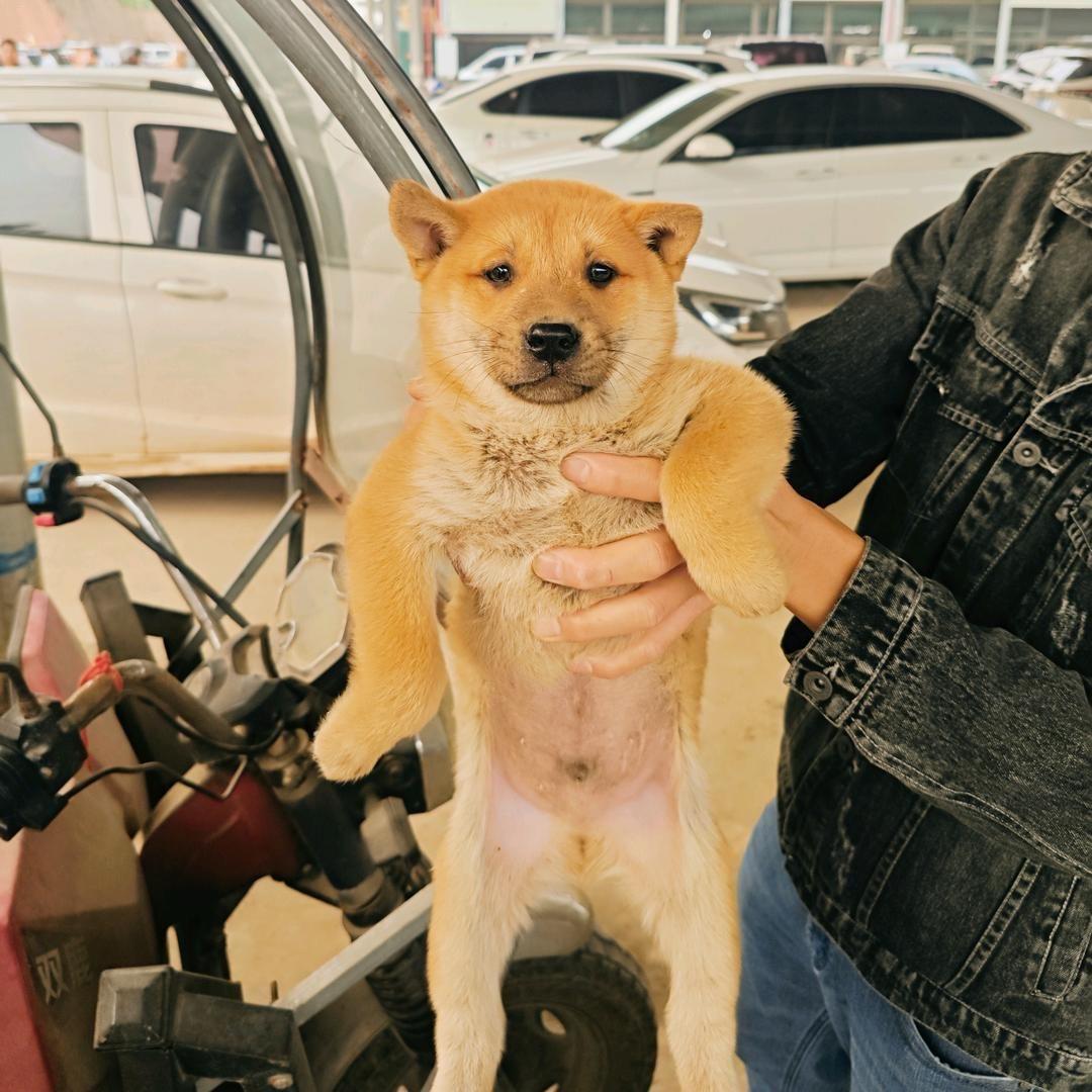 广西君君田园犬