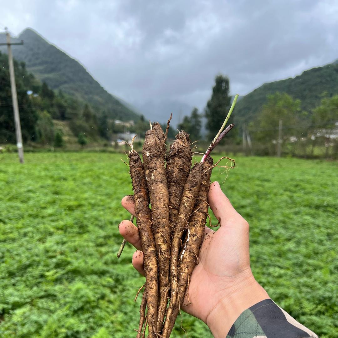 大凉山高山甜当归