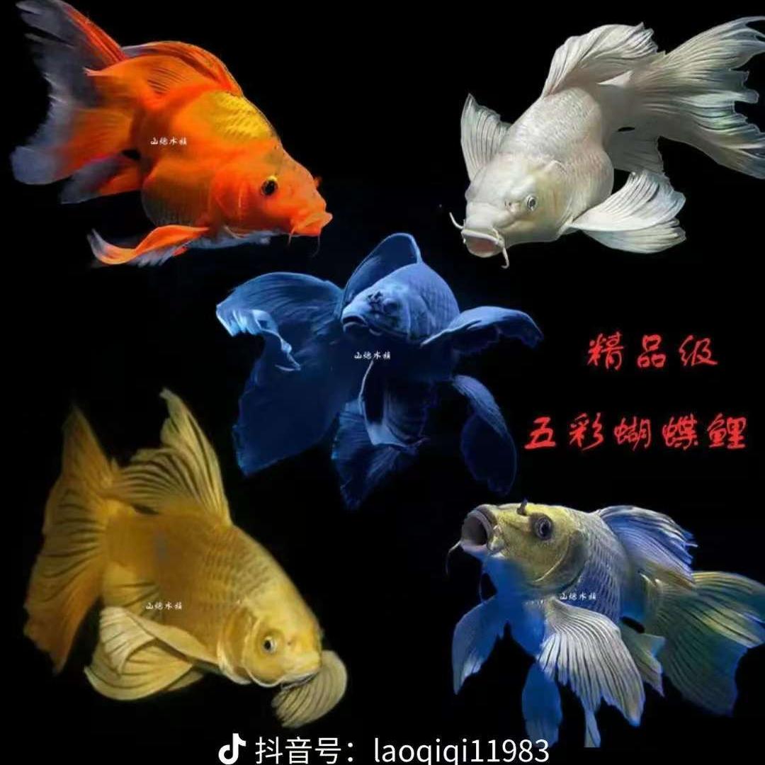 观赏鱼鱼货精选铺子