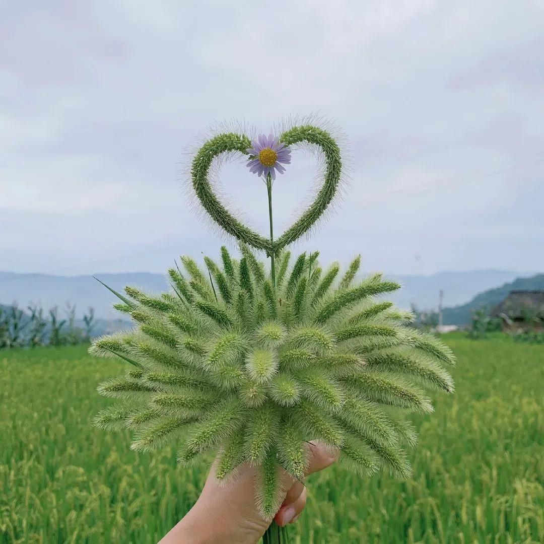 乌龙茶泰垭