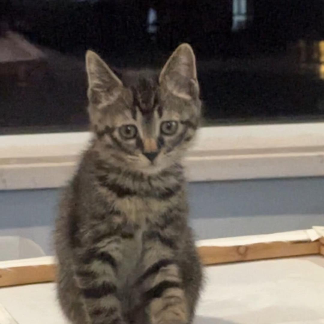 好运来会越来越好