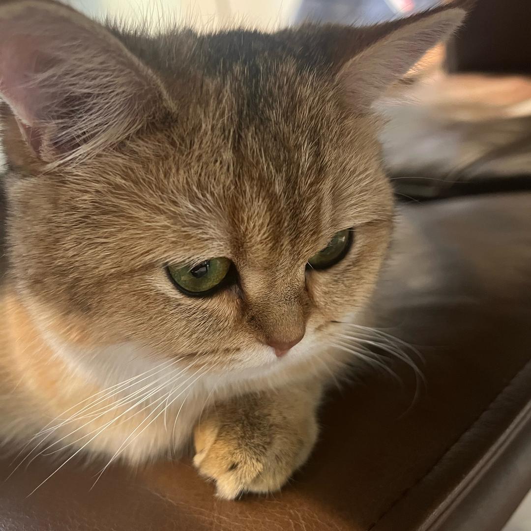 全域猫哥
