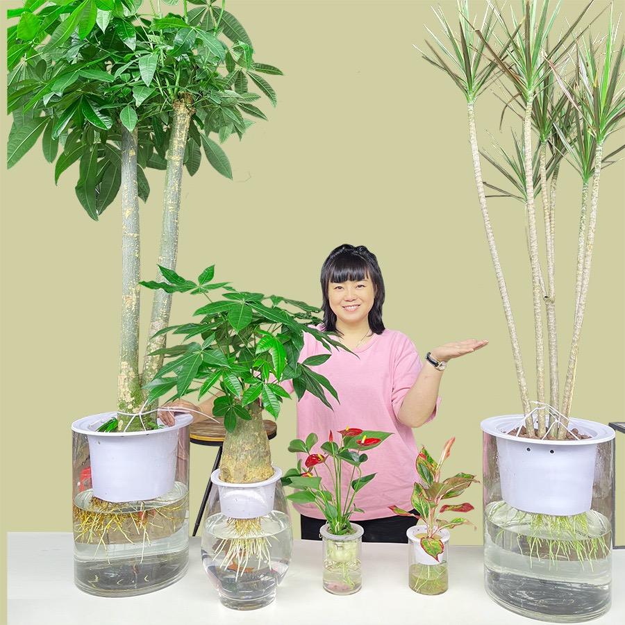 敏哥绿植园艺旗舰店