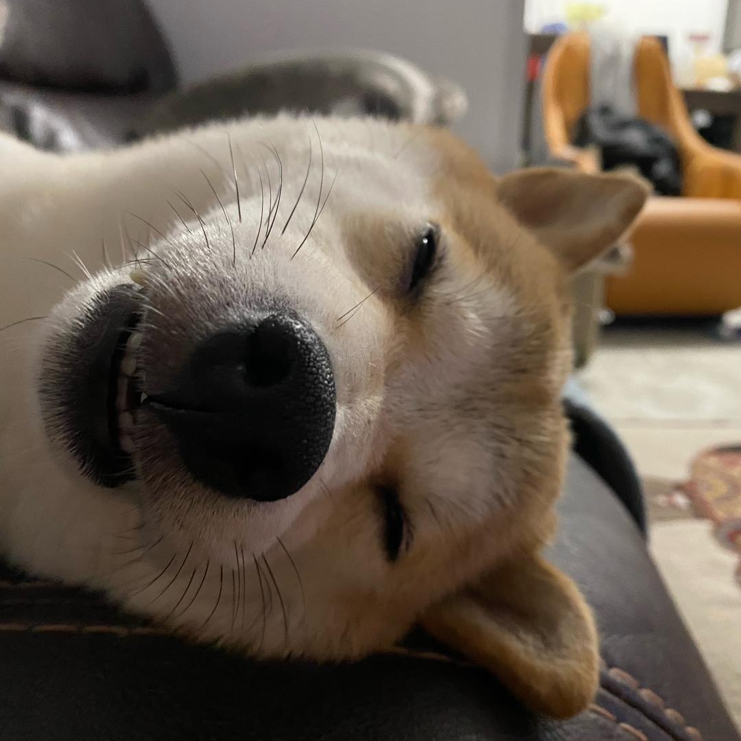 🌈＊酸萝卜别吃🌻 💤