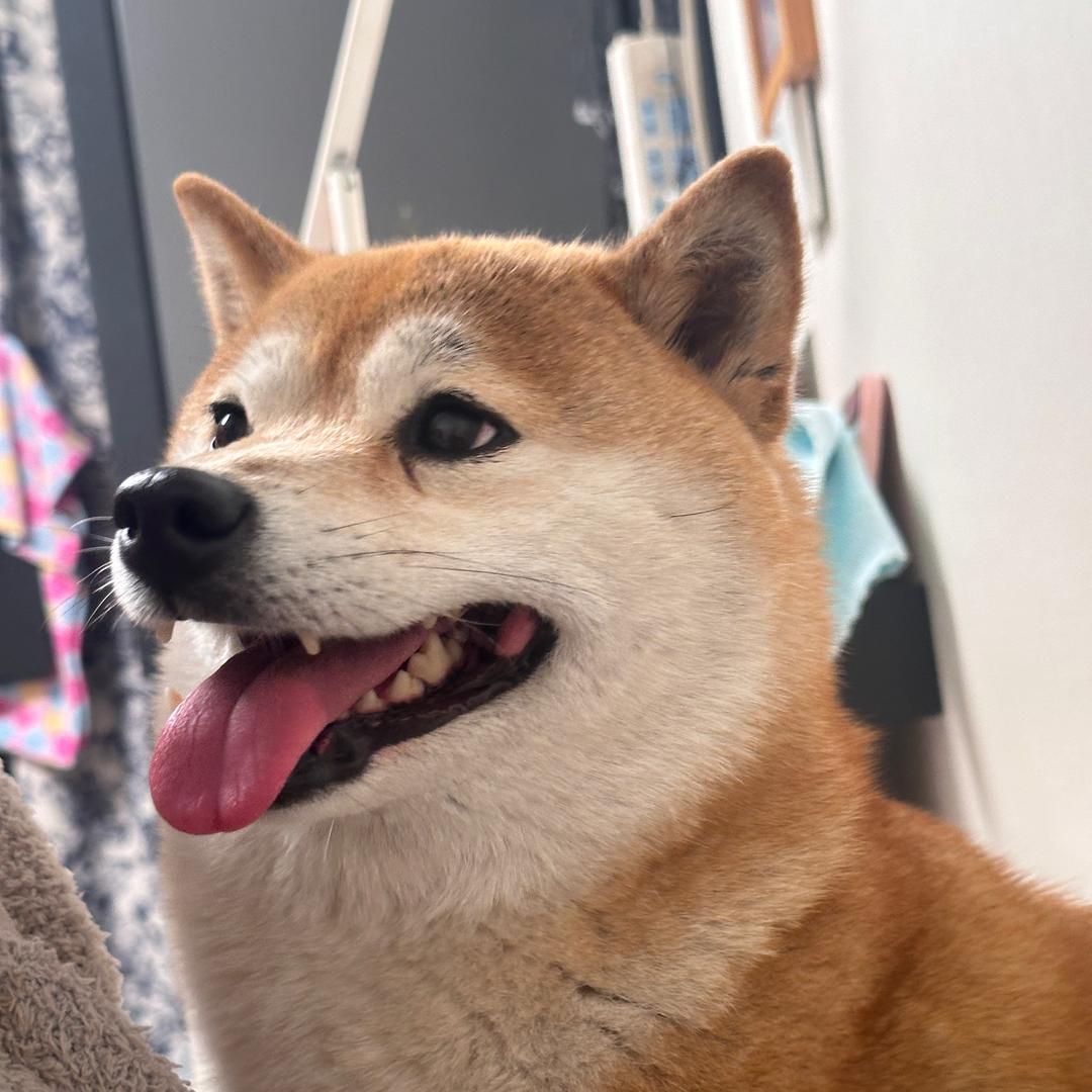 小狐狸💙