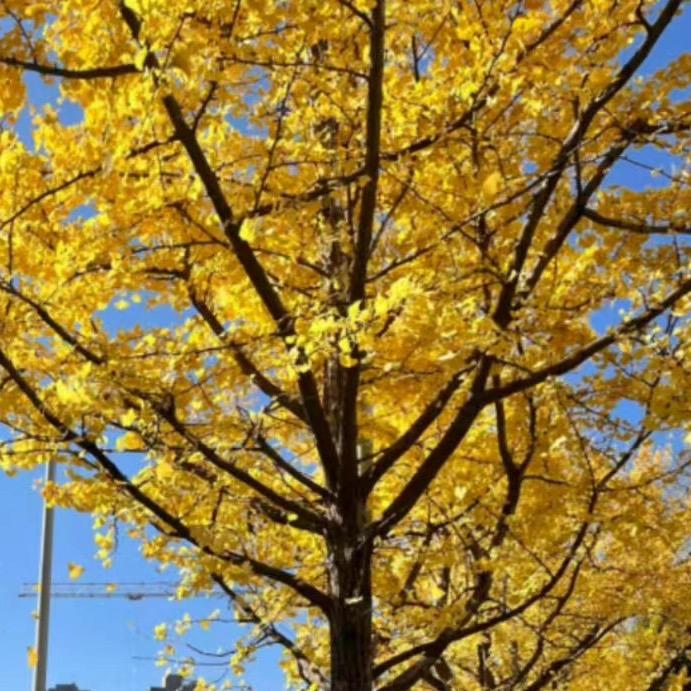 火花