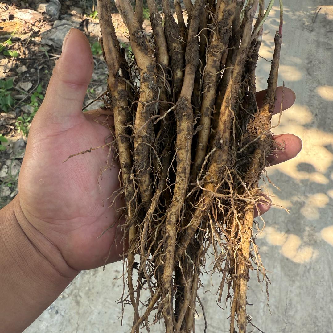 亳州市丹韵种植家庭农场