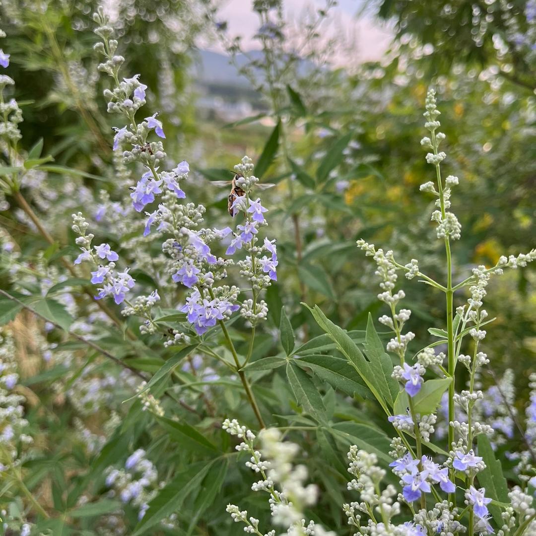 阿宝🌸