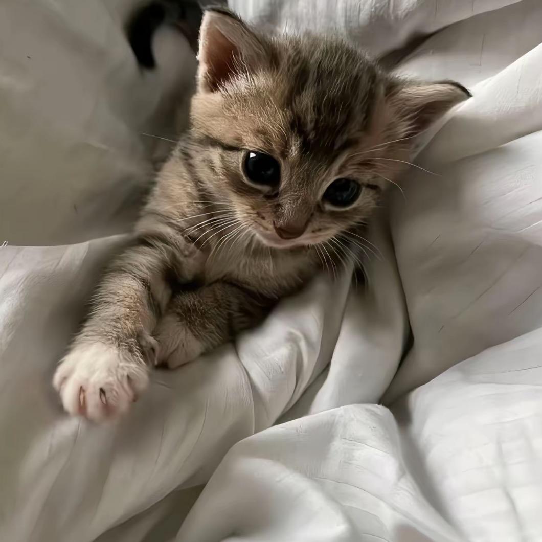猫猫耳