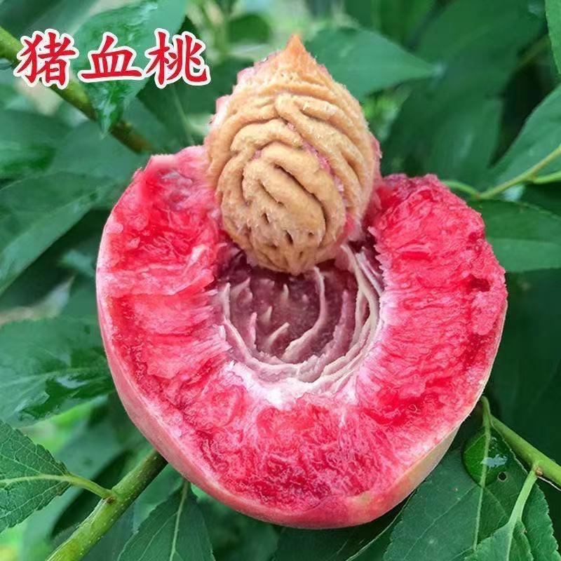 @桐普生鲜