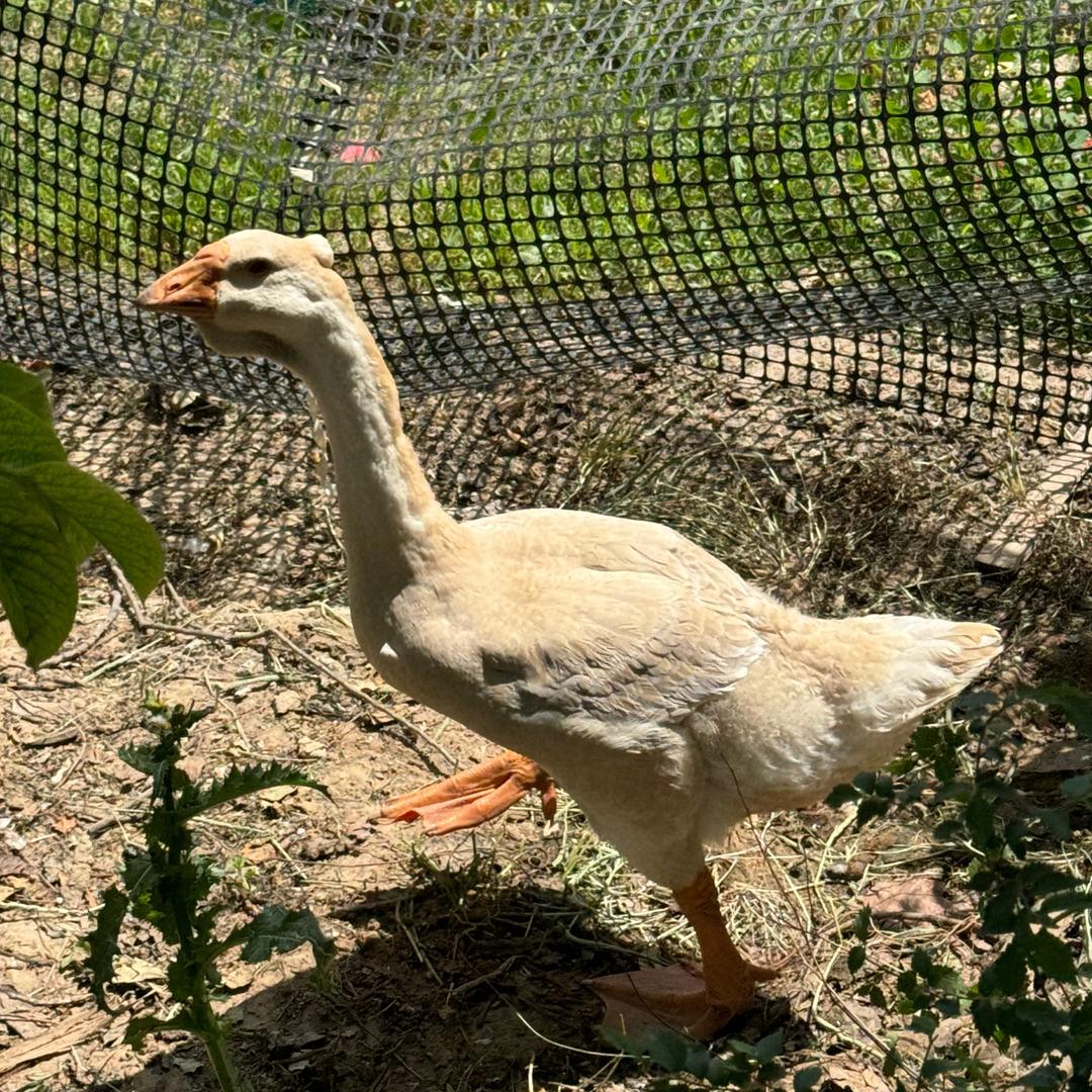 小南瓜养殖场-大牙