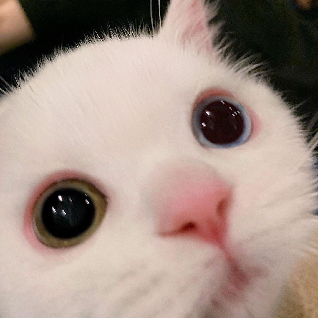 小歪
