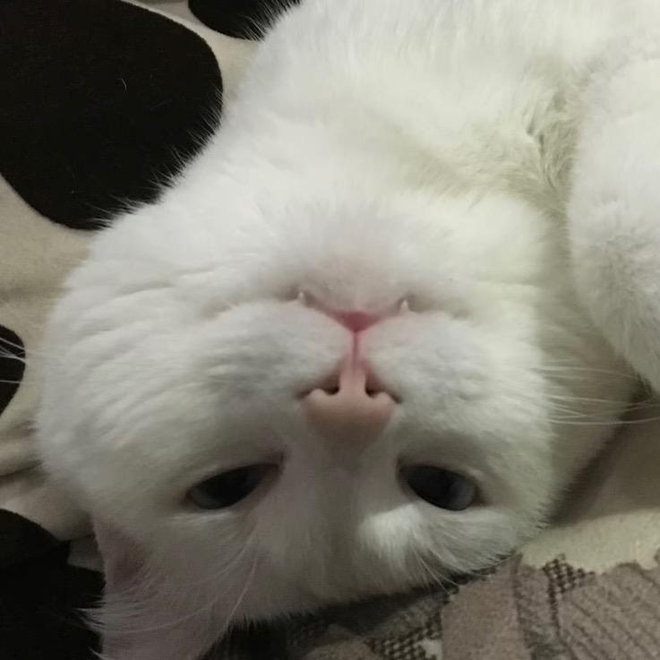 小嘻