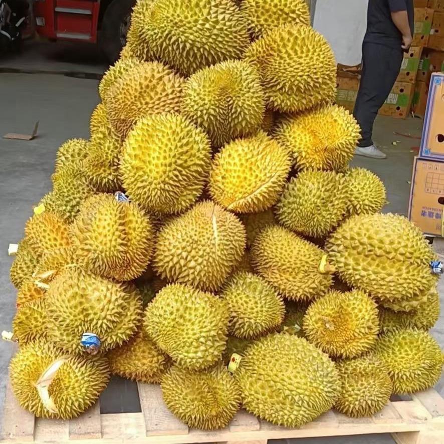 香猫金果小时达