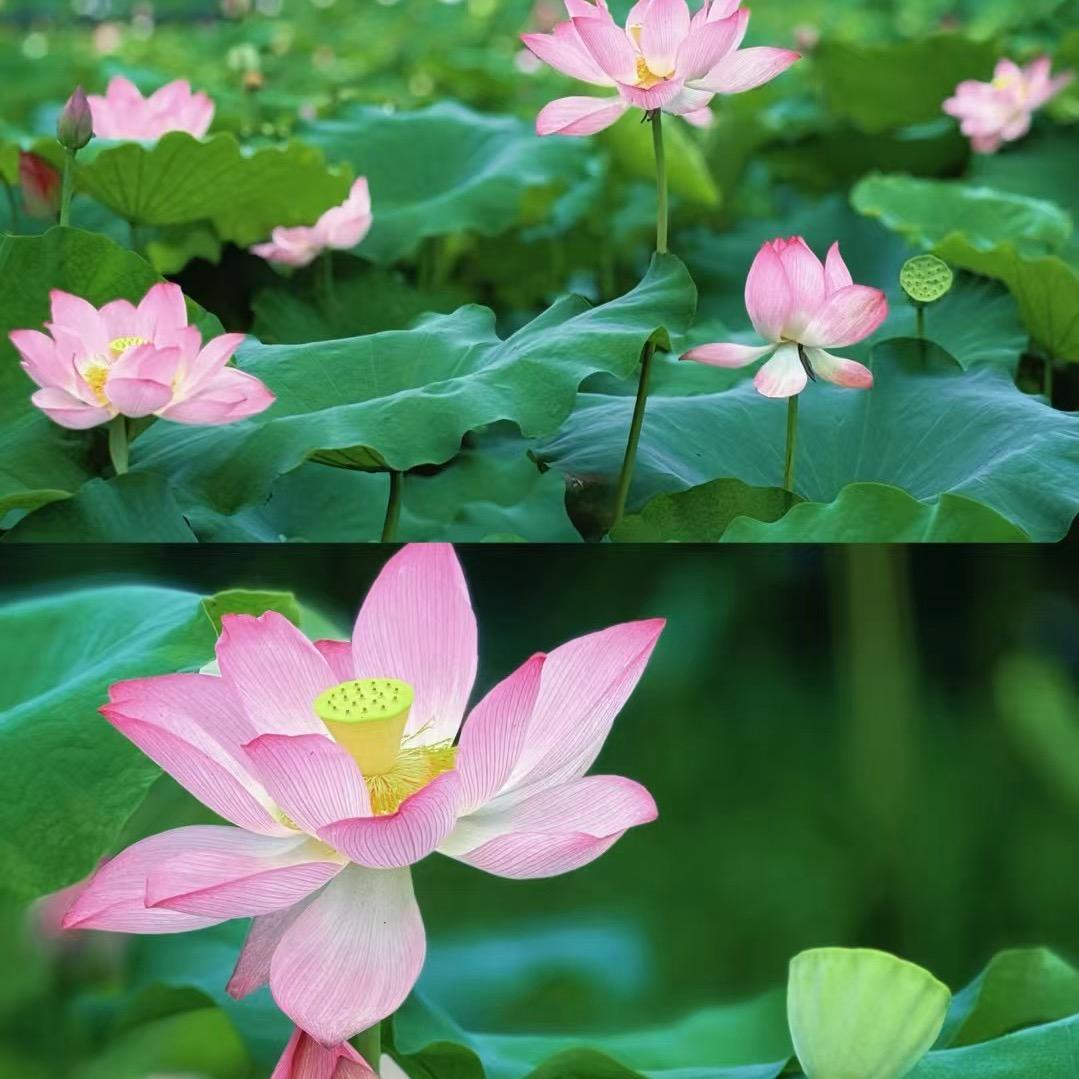 欣钰倾城