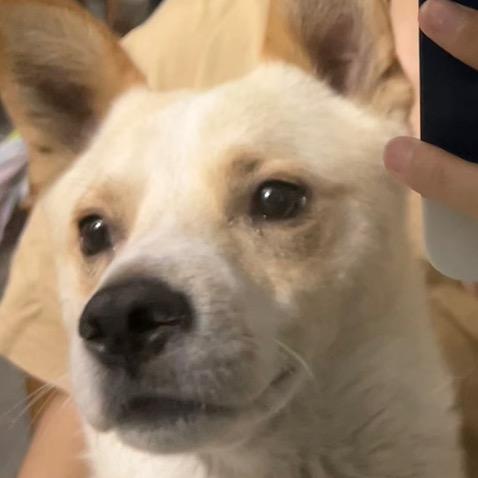 陈多.