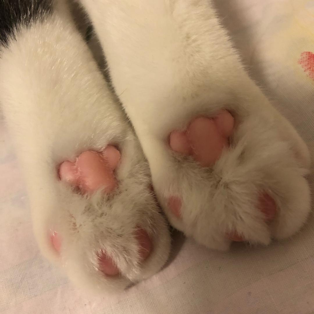 元元的钢蹦宝宝