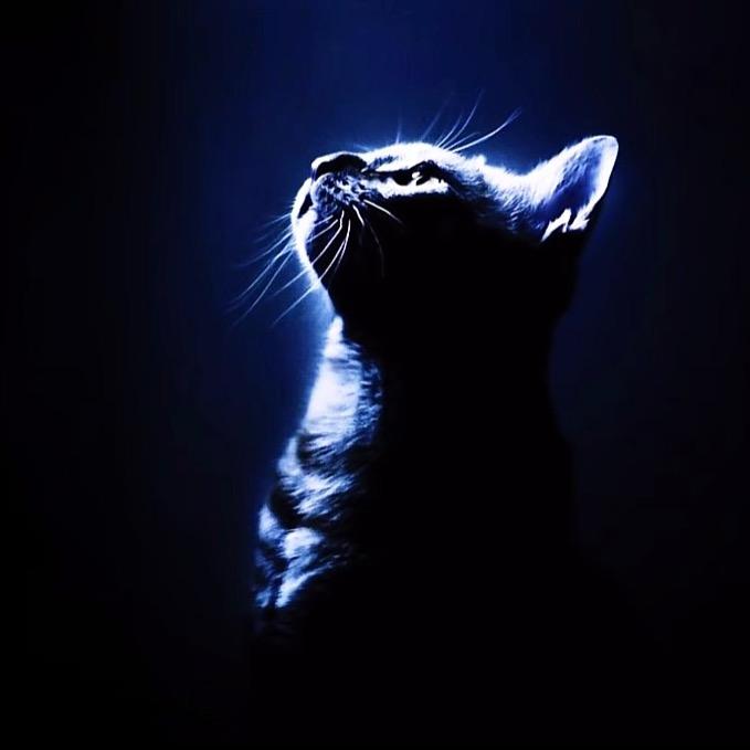 🐱