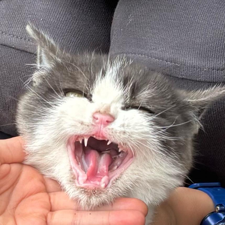 丹姐儿（宇桐手工）