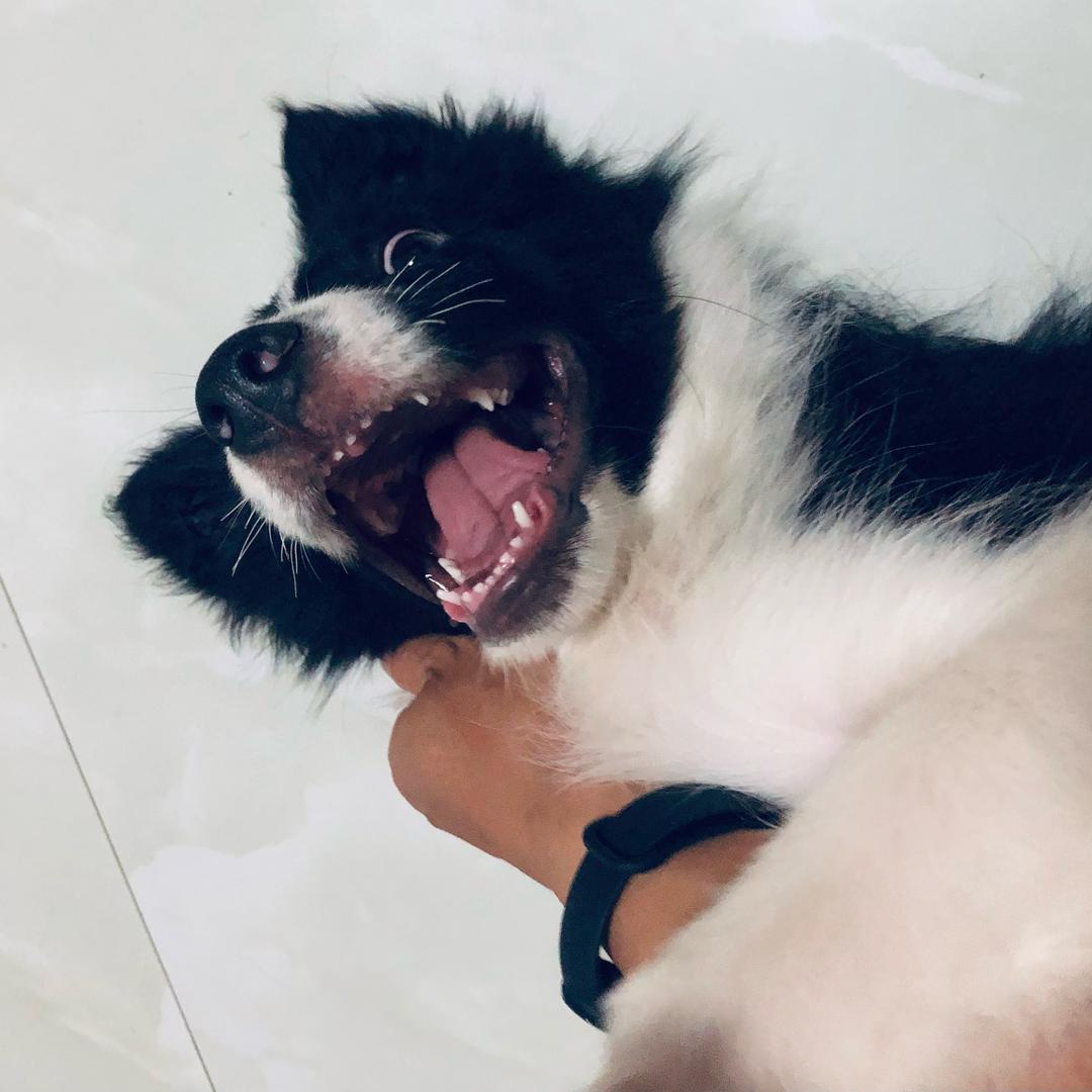 边牧不是大聪明