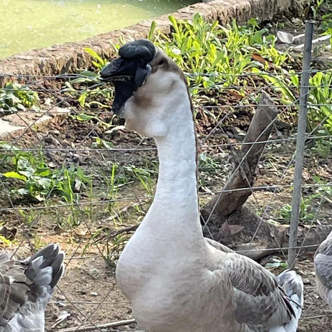 超妍狮头鹅
