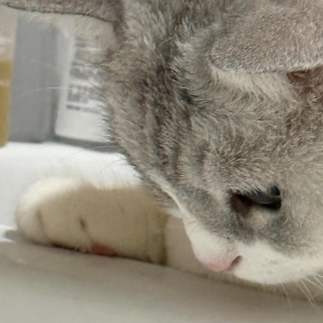 玉玉冬眠了