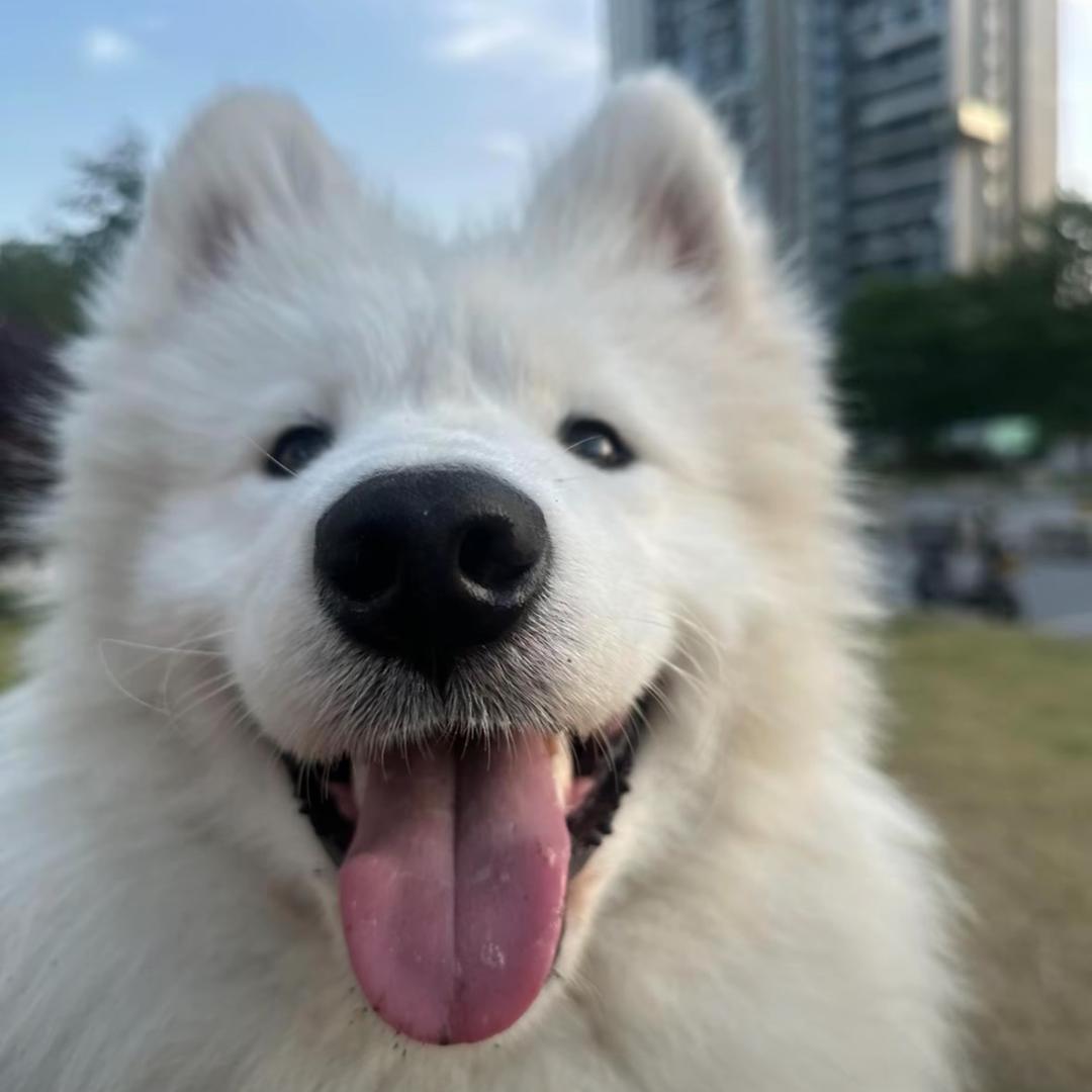 纯情绝育大牛蛙