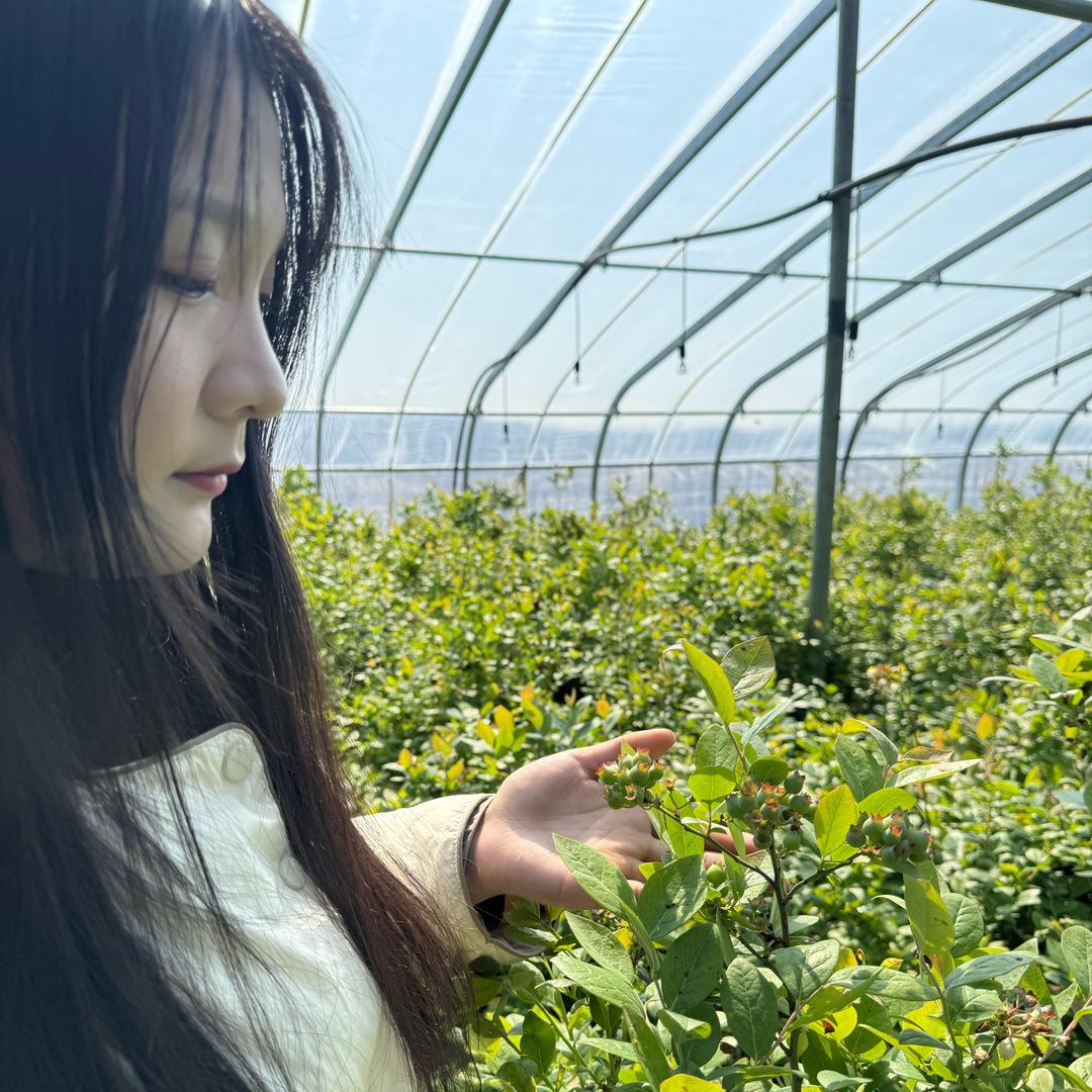 种蓝莓的小锦梨🫐