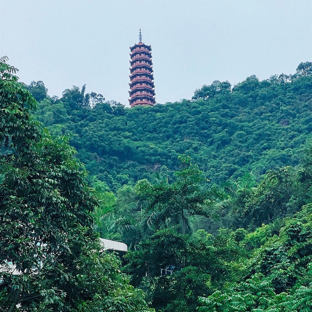 会飞的鱼