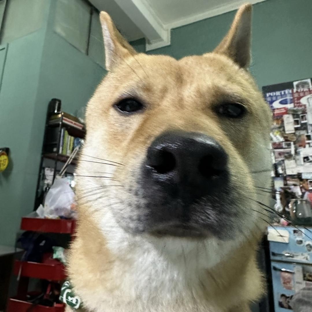 狗不理🪀@抖音